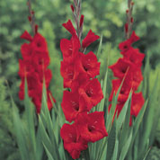 Gladiola 'Oscar'